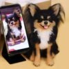 Custom long-haired Chihuahua wool felt statue, realistic handmade pet replica with phone photo comparison, personalized keepsake