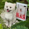 Custom white Pomeranian wool felt statue, realistic handmade pet replica with photo comparison in a greenery setting
