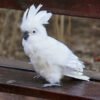Needle Felted White Cockatoo Figurine, Handmade Wool Bird Statue Tabletop Decor