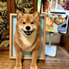 Custom realistic wool felt Shiba Inu portrait frame, handmade pet loss memorial shadow box customized from your Shiba’s photos, lifelike fur art keepsake home decor