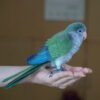 Needle Felted Green Cheek Conure Figurine Resting on Hand, Handmade Wool Parrot Keepsake Decor
