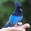 Needle Felted Black and Blue Songbird Figurine, Handmade Wool Bird Perched on Finger Decor