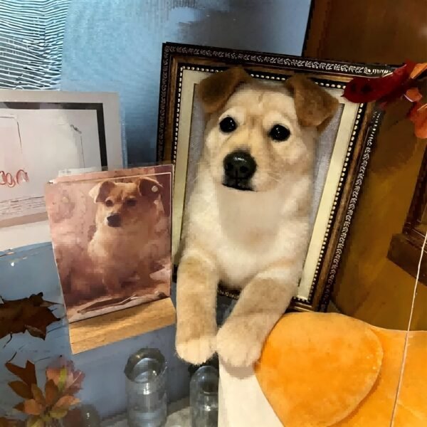 Handmade custom wool felt mixed-breed dog portrait frame, personalized pet memorial shadow box crafted from your dog’s photo, realistic fur detail keepsake decor for pet loss gift
