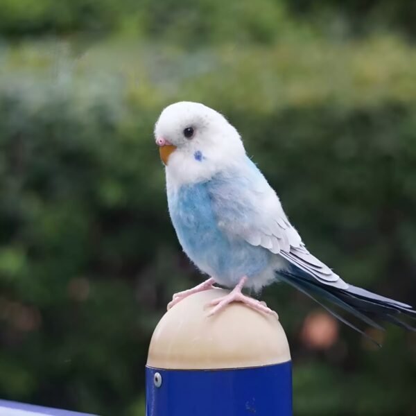 Needle Felted Light Blue Budgie Figurine, Handmade Wool Parakeet Perched on Bottle Top Decor