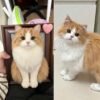Custom handmade wool felt longhair cat portrait frame, personalized pet memorial keepsake from your cat’s photo, lifelike fluffy feline wall decor shadow box