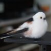 Needle Felted White Black Tail Finch Figurine, Handmade Wool Small Bird Perch Decor