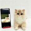 Handmade needle felt cat crafts with multi-angle pet reference photos, custom memorial wool artwork