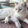 Custom 3D printed cat figurine, personalized pet sculpture made from photo