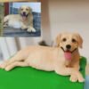 Custom polymer clay golden retriever dog figurine, handmade pet sculpture from photo, personalized keepsake gift for dog lovers