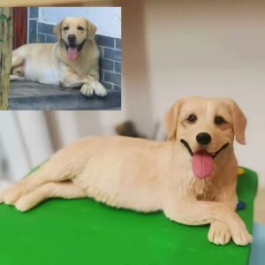 Custom Polymer Clay Golden Retriever Dog Figurine Custom polymer clay golden retriever dog figurine, handmade pet sculpture from photo, personalized keepsake gift for dog lovers