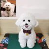 Custom polymer clay poodle dog figurine with bow tie, handmade personalized pet sculpture from photo, A5 base option