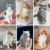 Custom 3D printed cat figurines, personalized pet sculptures made from photos