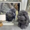 Custom wool felt grey lop bunny statue, handmade pet memorial figurine customized from real pet photo