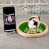 Custom spotted hamster wool felt sculpture, personalized pet loss souvenir handmade from pet photographs