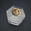 Custom Hexagonal Acrylic Pet Fur Keepsake Box, Engraved Cat Portrait Name Date Pet Hair Storage Memorial Box for Pet Loss
