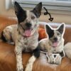 Lifestyle photo of custom 3D shaped dog plush pillow, personalized full body dog portrait memorial cushion on leather sofa